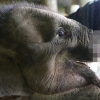 코 절반 잘린 수마트라 아기코끼리, 구출된 지 이틀 만에 끝내