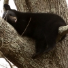 [포토]야생곰이 잠자는 법