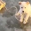[영상] 꽁꽁 언 강에 유기된 강아지, 구조자 보자 꼬리 흔들며 반겼다