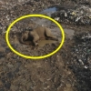 [나우뉴스] 인간이 미안해…쓰레기장서 생 마감한 코끼리, 사인은 플라스틱