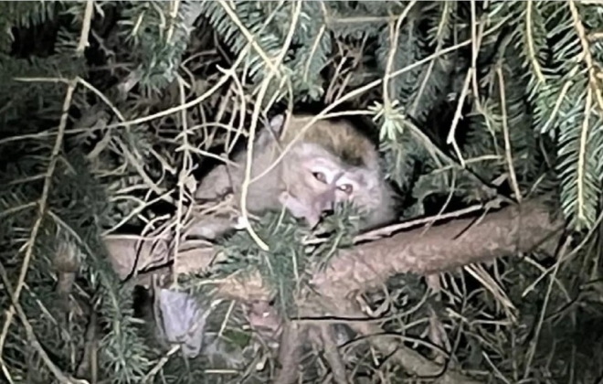미국 고속도로 사고 와중에 탈출한 실험용 원숭이 21일(현지시간) 미국 펜실베이니아주의 한 고속도로에서 트럭 충돌사고를 틈타 탈출한 게잡이원숭이 중 한 마리가 인근의 한 나무에서 포착된 모습. 2022.1.22. 사진=AFP 연합뉴스