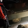 “야밤에 총성이…” 포항 주택가에 나타난 멧돼지 포획
