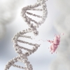 게놈 안정화로 DNA돌연변이 막아 암 발생, 항암제 내성 막는다