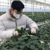 땀 흘린 만큼 얻는다… 딸기·버섯·곤충 키워 금맥 캐는 2030 농부들