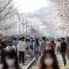 전국 최대 벚꽃축제 진해군항제 3년 연속 취소