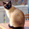 러시아 고양이, ‘국제 고양이쇼’ 못 나간다