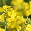 꿀벌 실종 미스터리, ‘해충·이상기후’ 원인