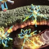 “암세포에만 침투해 파괴하는 나노머신”…국내 연구진 개발