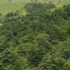 희귀종 한라산 구상나무, 4년 만에 1만여그루가 죽었다