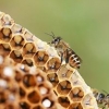 꿀벌이 사라진다…밥상 위 먹거리와 함께