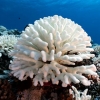 산호초 백화현상도 속도·정도 다 달라요