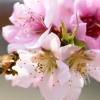 제주 꿀벌 4억마리 실종… “양봉농가 살려라”