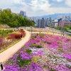 봄꽃 활짝… 도봉 초안산 하늘꽃정원 절정