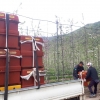 예천·청송군, 꿀벌 과수 및 시설과채류 농가 투입 호응
