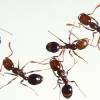 중국서 ‘살인개미’ 공포 확산… 1년 새 피해면적 11.3% 증가