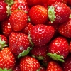 농약 대신 병해충 천적으로 맛있는 딸기 키운다