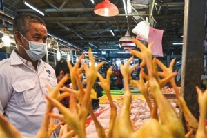 말레이시아 닭고기 수출 중단에 싱가포르 비상, 고조되는 …