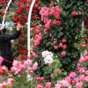 ‘꽃의 여왕’ 장미꽃 만발… 곡성 세계장미축제