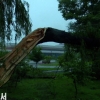 가로수 뽑히고 대동강 물 불고… 북한 28∼30일에도 폭우