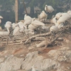 갯벌 매립으로 터전 잃은 새들…공사장 주변에 둥지 틀고 분투[TV 하이라이트]