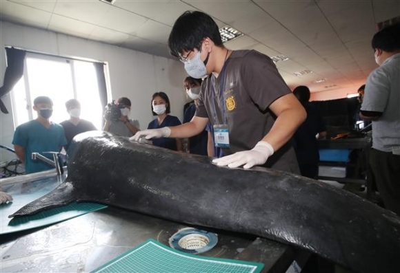 “상괭이 배 속에 2m 낚싯줄 뭉쳐있어”…새끼 품은 채 질식사 하기도