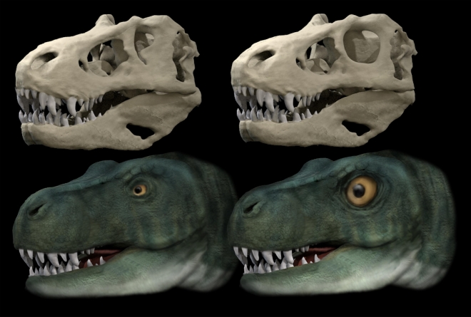 수각류 공룡의 무는 힘과 눈의 형태 비교 원래의 눈구멍과 눈이 있는 티라노사우루스의 두개골과 복원형태(왼쪽). 원형 눈구멍을 가지고 있다고 가정한 두개골과 복원형태(오른쪽). 타원형의 작은 눈이 먹잇감을 강하게 물 때 발생하는 힘에 의한 두개골의 충격을 줄여주는 것으로 확인됐다.  영국 버밍엄대 제공