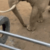 “눈을 의심”…우리에 떨어진 신발 코로 주워준 코끼리(영상)