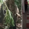 태국 고무농장에서 무더운데 중노동 강요한 주인을 죽인 코끼리