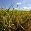 아프리카에 ‘한국형 쌀 생산벨트’ 만든다