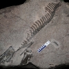 ‘세계 최초 발견’ 한국 공룡 화석, 천연기념물 된다