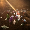[포토] 민통선 안에서 인삼 수확중인 농민들