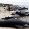 인간 탓인가…돌고래 떼죽음 반복 ‘집단 자살’의 슬픈 미스터리