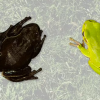 [나우뉴스] ‘돌연변이 검은 청개구리’ 체르노빌 원전서 발견…방사능 재앙의 현실
