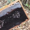 지난해보다 더 일찍 시작된 꿀벌 폐사…올해도 단체 실종사태 재현되나