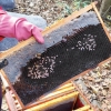 원인 모를 꿀벌 집단실종·폐사… “올해는 시기 빨라지고 피해 악화”