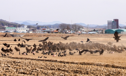 고성에서 몽골까지… 날아라, 독수리들아[권다현의 童行]