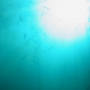 바다 먹이피라미드 제일 밑바닥 생물이 기후변화 피해 막는다