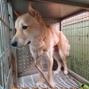 “개 짖는다”…이기영 집서 구조된 반려동물 4마리 안락사 위기