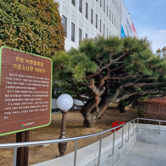 이병철 회장 40년전 경남도에 기증한 소나무 10그루...에버랜드에서 가장 잘 생긴 소나무 선발