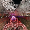 진해군항제 벚꽃을 넘어 ‘벚꽃·방산축제’로...동북아 대표축제로 육성