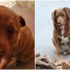 서른살 넘은 포르투갈 개, 세계 최장수 犬 기록 경신