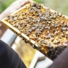 정부 “꿀벌 실종, 기후 변화 아닌 방제제 내성 생긴 ‘응애’ 때문”