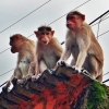 포악한 ‘조폭 원숭이떼’ 습격…인도 70대 허망한 죽음