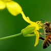 똑똑한 꿀벌… “관찰만으로 학습 가능하다”