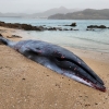부안 변산반도에서 고래 사체 발견…멸종 위기 브라이드 고래 추정