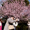 마스크 벗은 일본, 도쿄 벚꽃 만개 “경제 효과 6조원”