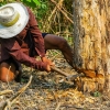 쓰러진 나무에 노동자 사망…대표는 안전일지 가짜로 꾸몄다