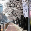 영등포구, 여의서로 벚꽃길 교통통제 4월 1일 10시부터