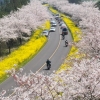 [포토] 벚꽃 내린 풍경