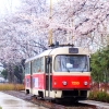 서울시, 아름다움 봄 꽃길 171선 “인생 꽃길 걸어보세요”